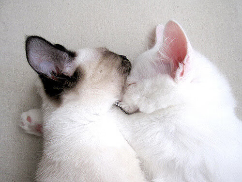 德甲争冠焦点战,绝杀时刻的凯尔特人式传奇