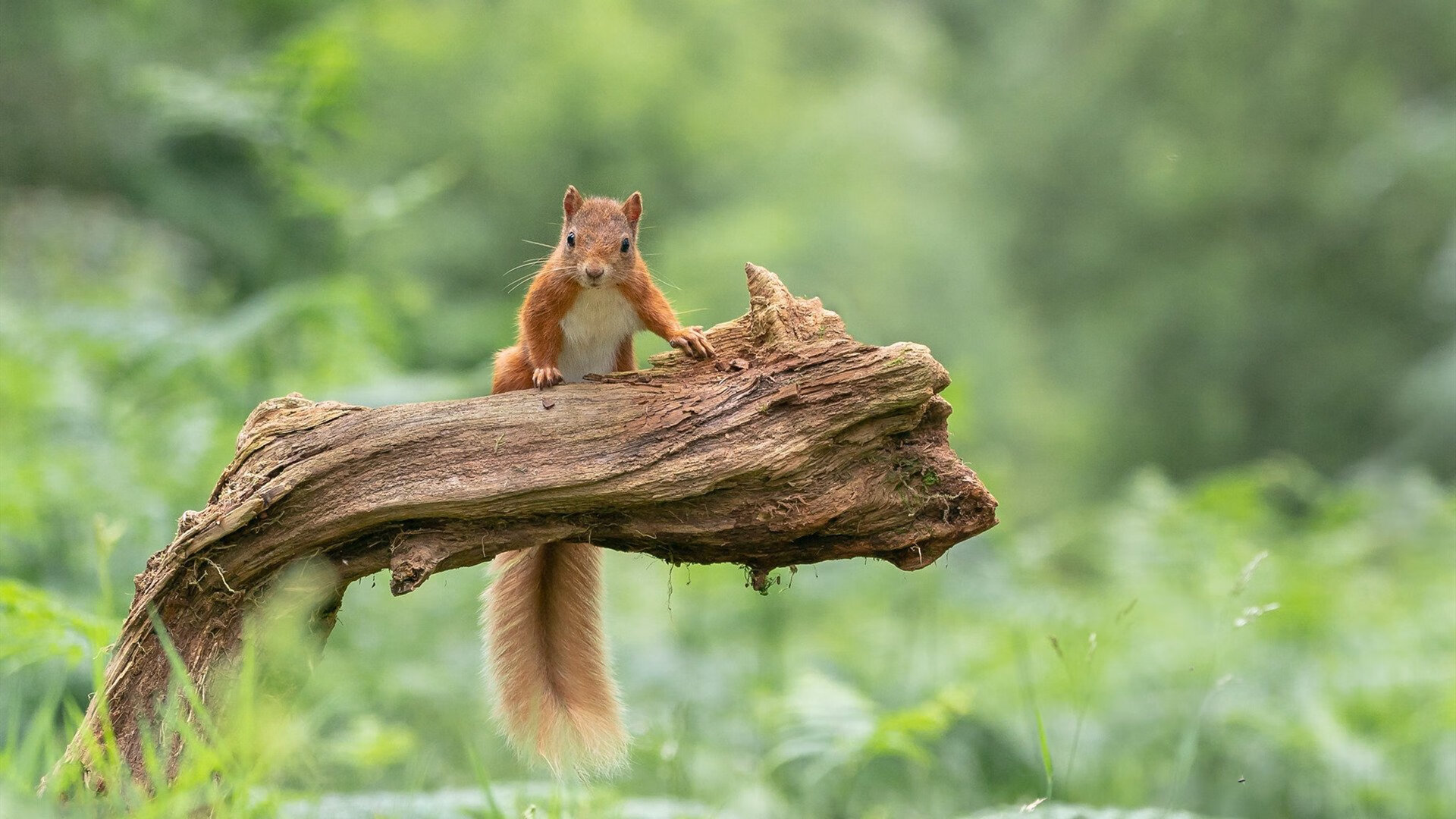 里程碑之夜,杰伦·格林封神之战,快船灰熊鏖战背后的时代密码