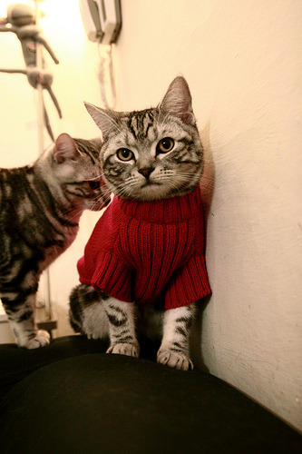 黄蜂提前终结悬念,浙江队饮恨;伦纳德关键时刻显真章