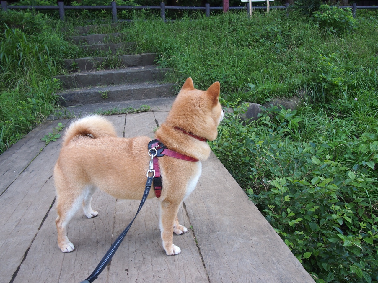 冷门与传奇,洪都拉斯掀翻袋鼠军团,久保建英一剑封喉