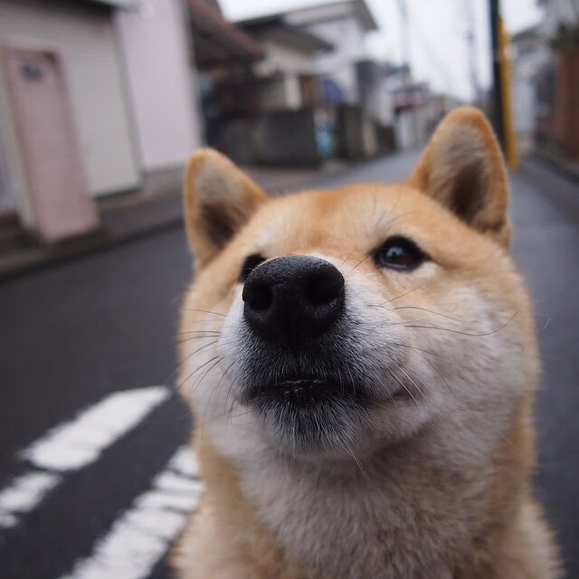 当伊布化身北欧神话,马赛在安菲尔德的夜色中完成不可能的狩猎