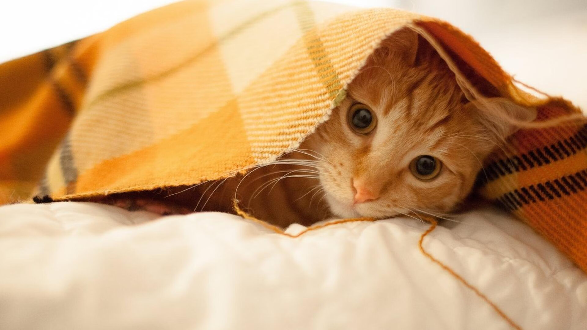 篮网之矛对阵首钢之盾,杜兰特用无解表现诠释顶级巨星的价值