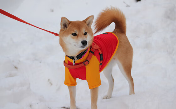 赛场双城记,鹈鹕冰封悬念,东契奇在F1赛道接管比赛