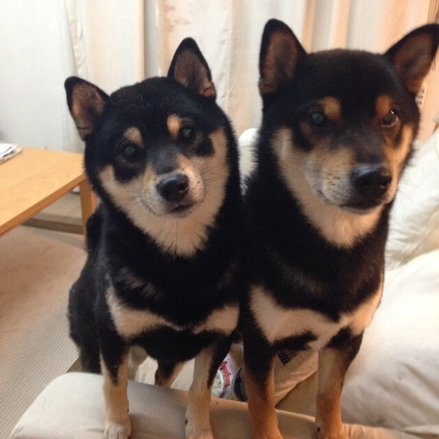 黄黑闪电破红云,莱万三刀锁定胜局